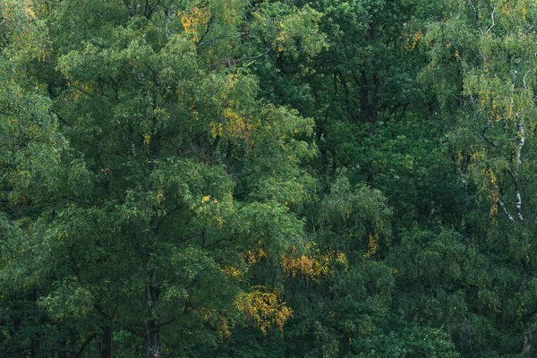Algunas hojas de color amarillo entre el follaje verde a principios de otoño . — Foto de Stock