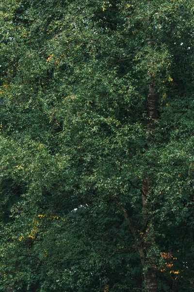 Berkenbomen met wat geel gekleurde bladeren in het begin van de herfst. — Stockfoto