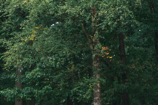 Birch trees with some yellow colored leaves during early autumn. — Stock Photo, Image