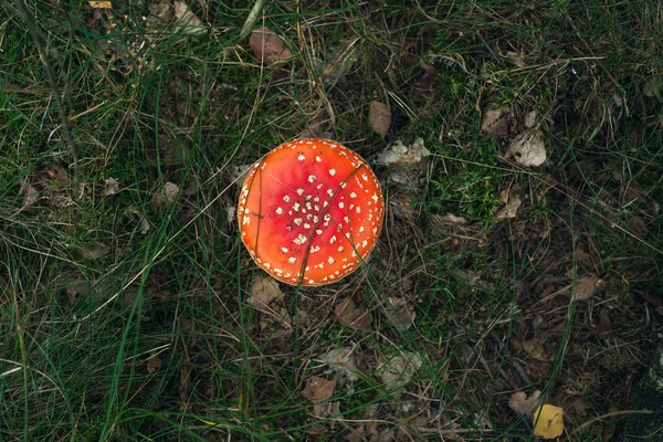 Red and white dotted mushroom on grassy forest ground. Top view. — Stock Photo, Image