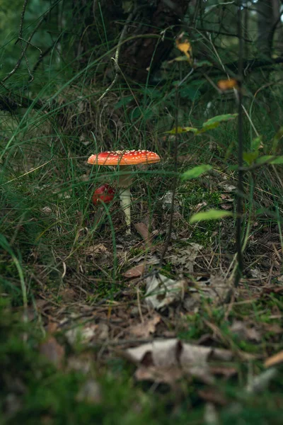 Seta punteada roja y blanca entre la hierba en el suelo del bosque . —  Fotos de Stock