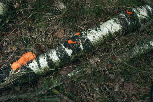 Versleten mossige berkenstam met oranje schimmels. — Stockfoto