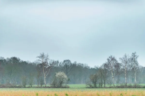Lkbaharın Başlarında Ağaçlı Kırsal Alan — Stok fotoğraf
