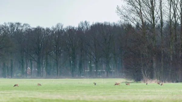 Groep Reeën Het Platteland Het Vroege Voorjaar — Stockfoto