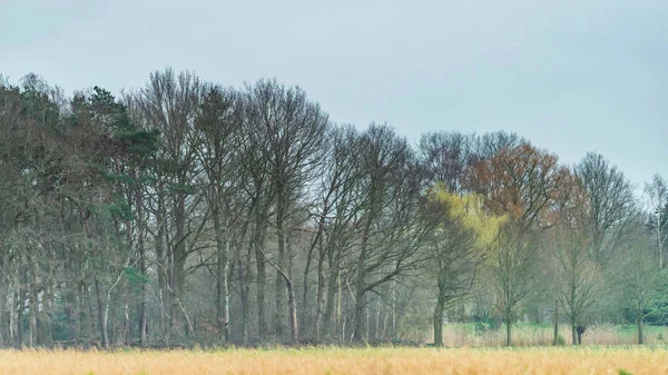 Paisagem Rural Com Árvores Início Primavera — Fotografia de Stock
