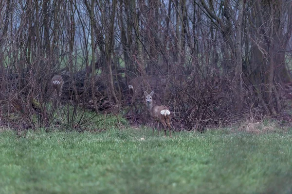 Alarmiertes Reh Auf Wiese Neben Gebüsch — Stockfoto