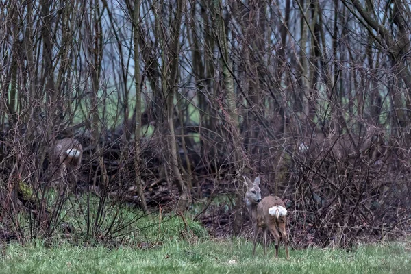 Chevreuil Dans Les Pâturages Près Des Buissons Nettoie Fourrure — Photo