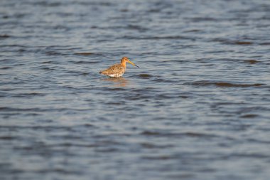 Gölde siyah kuyruklu gerzek..