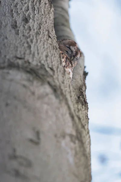 木の上の小さなフクロウ — ストック写真