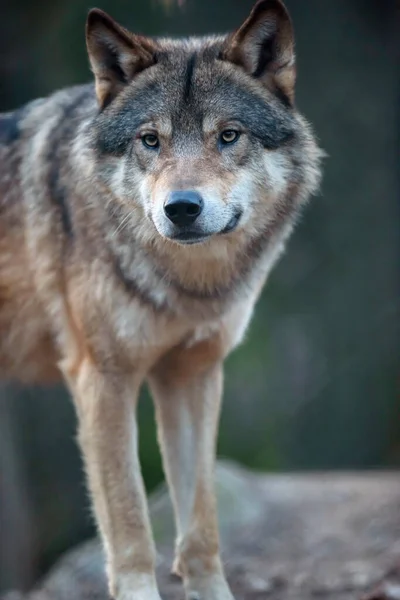 Lobo Numa Floresta Olhando Para Câmera — Fotografia de Stock