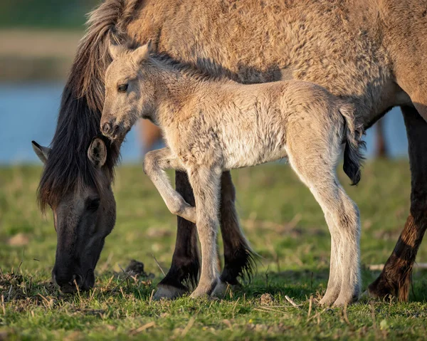 Junges Pferd Steht Nahe Der Mutter — Stockfoto