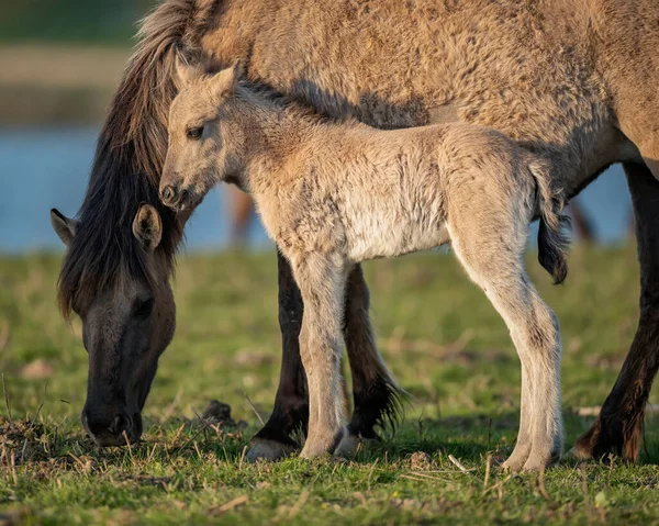 Jeune Cheval Debout Près Mère — Photo