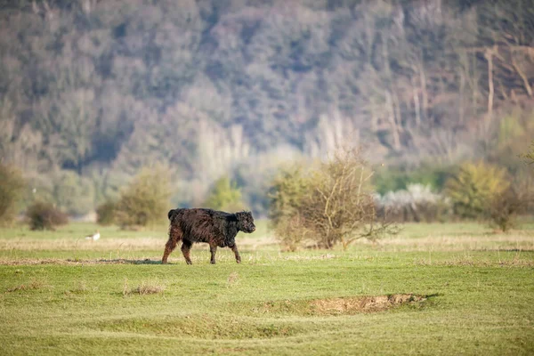 Jeune Vache Noire Campagne — Photo