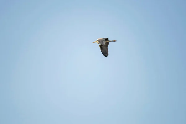 Graureiher Fliegt Gegen Blauen Himmel — Stockfoto