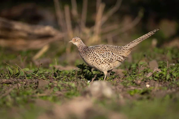 Female Pheasant Sunny Field — Stock Photo, Image