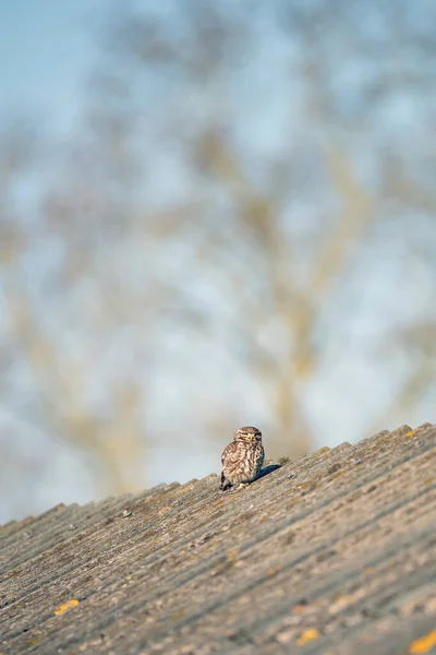 Little owl on roof of barn.