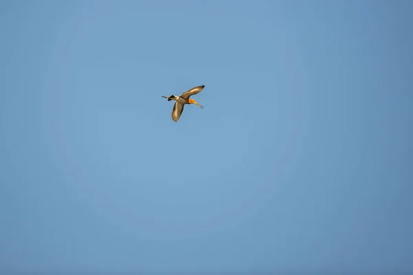 Uferschnepfe Flug Vor Blauem Himmel — Stockfoto