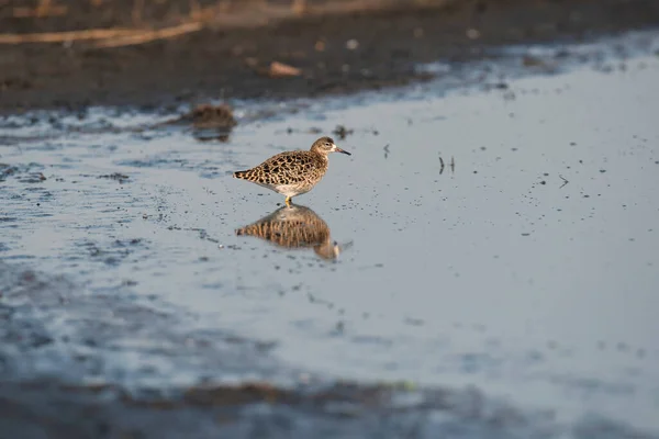 Gewone Schorseneer Zonnig Wetland — Stockfoto