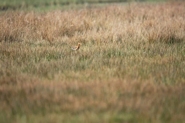 Godwit Dalla Coda Nera Nelle Praterie — Foto Stock