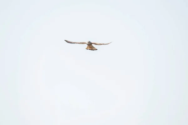 Turmfalke Hängt Auf Der Suche Nach Beute Himmel — Stockfoto