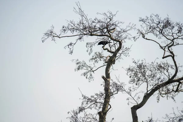 Vrána Stromě Proti Modré Obloze — Stock fotografie