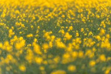 Güneş ışığında sarı çiçeklerle açan kolza tohumu. Yakın çekim..