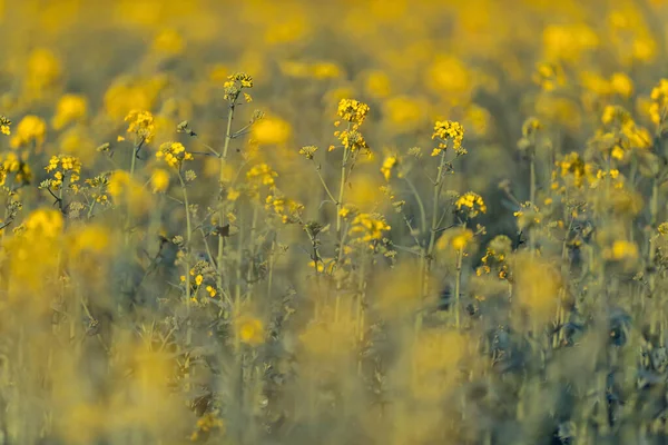 Blooming Rapeseed Yellow Flowers Sunlight Close Shot — Stock Photo, Image