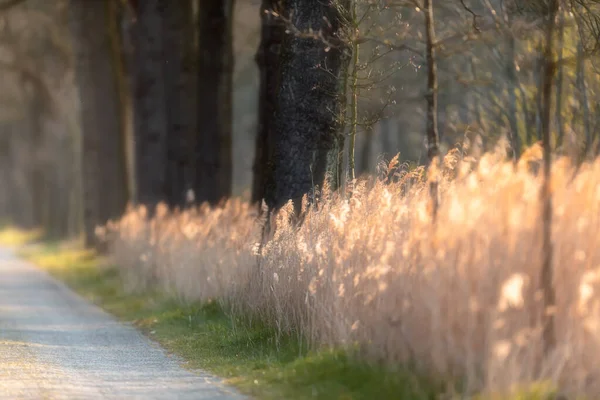 Sabah Güneş Işığında Kırsal Yol Boyunca Reed Ağaçlar — Stok fotoğraf