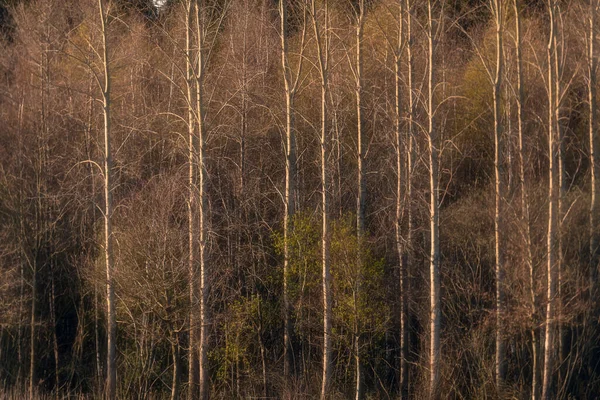 Boomstammen Het Bos Ochtendzon Het Vroege Voorjaar — Stockfoto