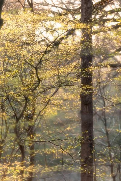 Trees Fresh Leaves Forest Early Spring — Stock Photo, Image