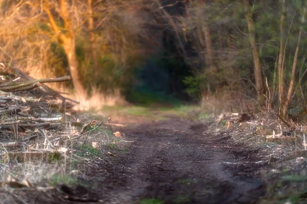 Bos Pad Met Gehakte Bomen Ochtend Zonlicht — Stockfoto