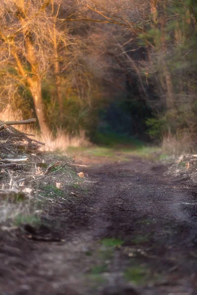 Bos Pad Met Gehakte Bomen Ochtend Zonlicht — Stockfoto