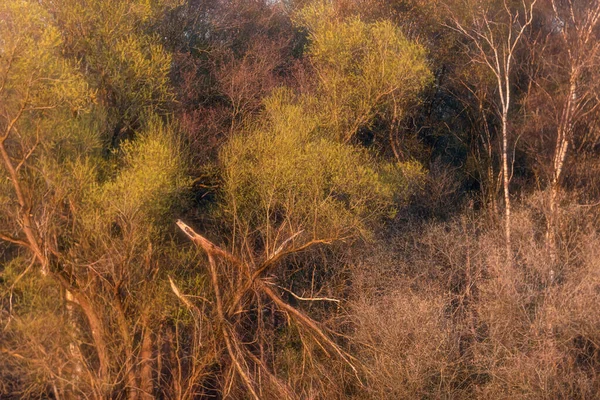 Albero Incrinato Nella Fitta Foresta Primaverile Durante Ora Oro — Foto Stock