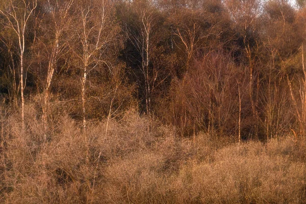 Dense Spring Forest Golden Hour — Stock Photo, Image