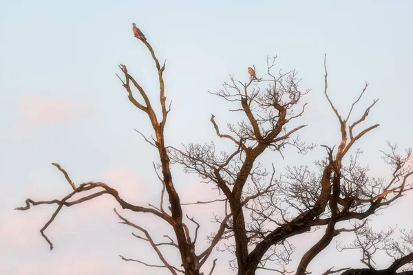 Dvě Mouchy Mrtvém Stromě Během Zlaté Hodiny — Stock fotografie