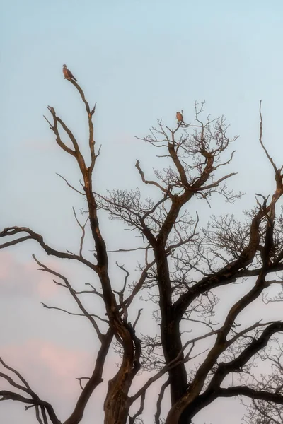 Due Uccelli Albero Morto Durante Ora Oro — Foto Stock