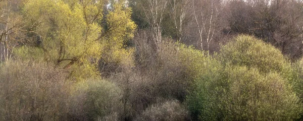 Весенний Лес Свежими Листьями — стоковое фото