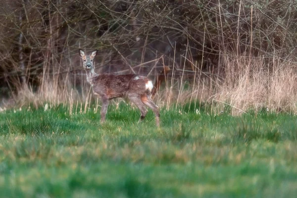 鹿群在草地上看着森林边沿朝前看相机 — 图库照片
