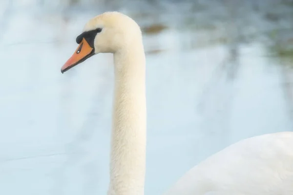 Detailní Portrét Němé Labutě Vodě — Stock fotografie