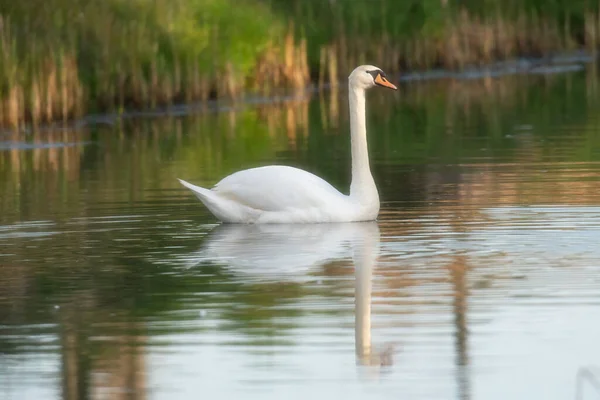 Cisne Mudo Flotando Río Luz Del Sol Mañana Vista Lateral — Foto de Stock