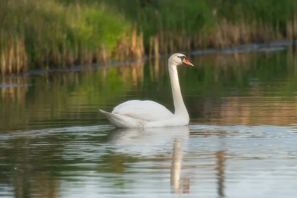 Cisne Mudo Flotando Río Luz Del Sol Mañana Vista Lateral — Foto de Stock