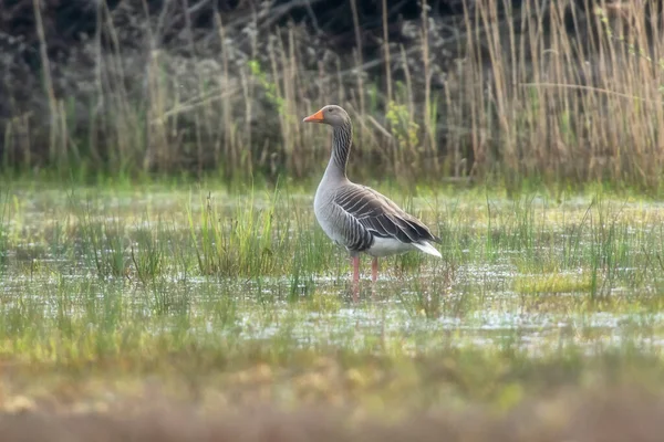 Ganso Greylag Zonas Húmidas Gramadas Amanhecer — Fotografia de Stock