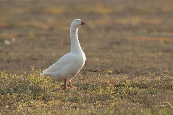 Domestic Goose Field Backlight Dawn — Stock Photo, Image