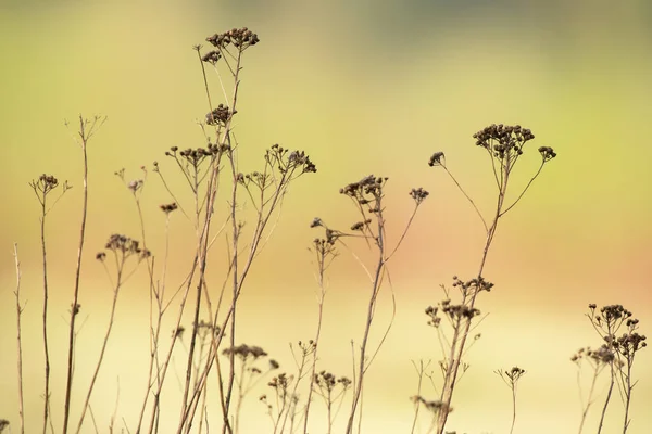 Primer Plano Las Flores Secas Las Plantas Amanecer —  Fotos de Stock