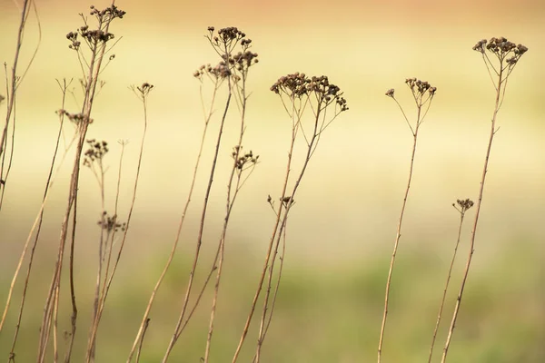 Närbild Torkade Blommor Växter Gryningen — Stockfoto