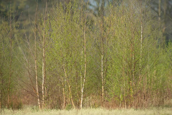 Betulle Giovani Con Foglie Fresche Campagna All Inizio Della Primavera — Foto Stock