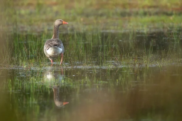 Ganso Greylag Zonas Húmidas Gramadas Amanhecer — Fotografia de Stock