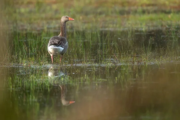 Husa Šedá Travnatých Mokřinách Úsvitu — Stock fotografie