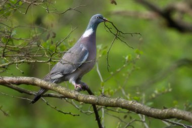 Yaygın ağaç güvercini taze bahar ormanlarındaki dallara tünemiş gagasında dal tutar..