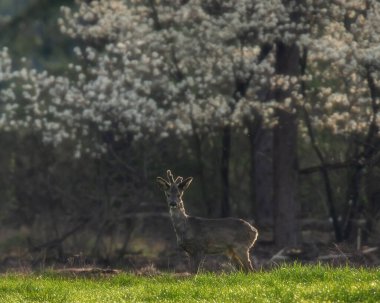 Ormanın kenarındaki taze çayırlarda duran Roebuck 'ı uyarın. Kameraya doğru bakıyorum..